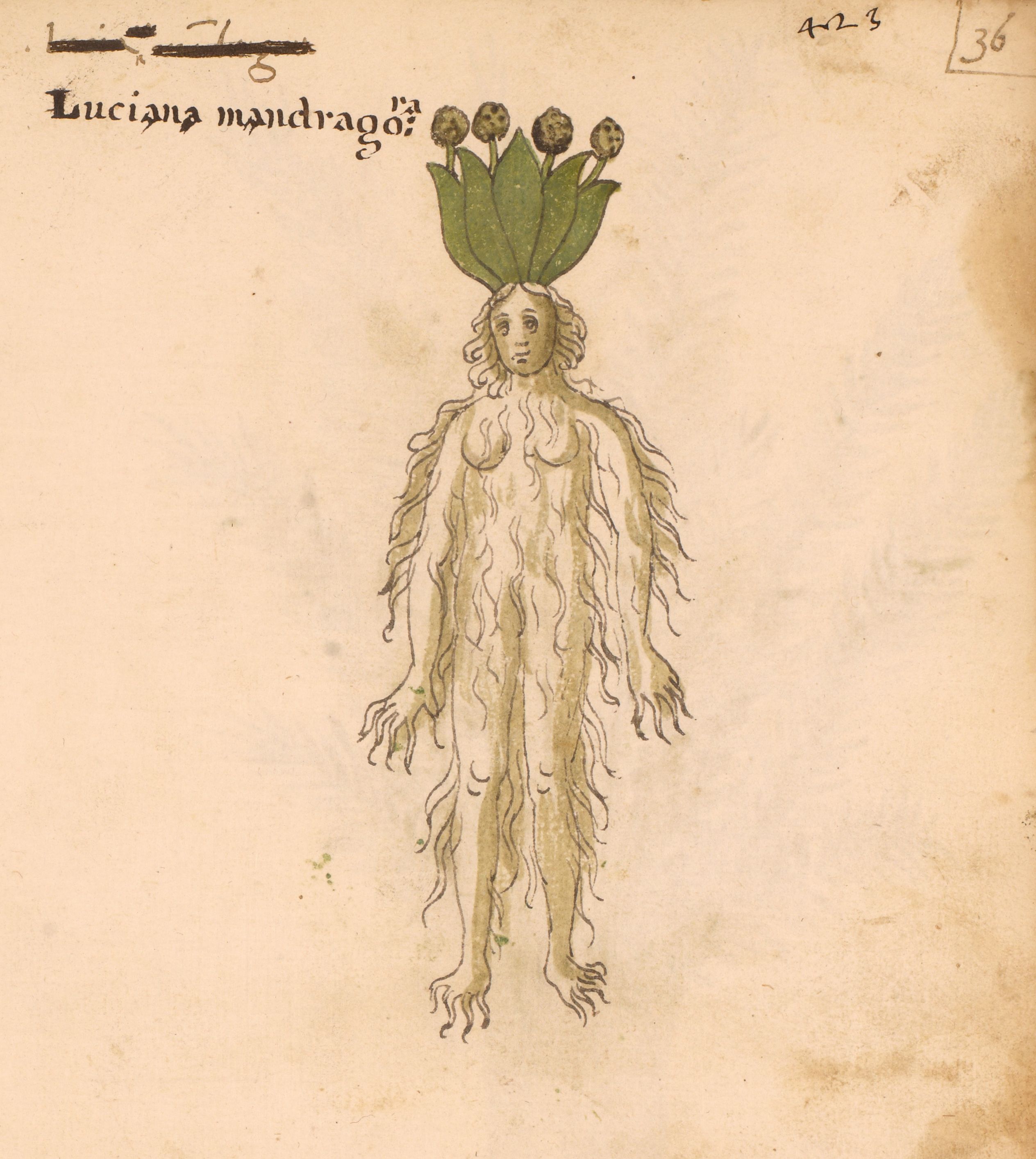 Illustration of a mandragora plant with a humanoid figure formed from roots, topped with green leaves and berries.