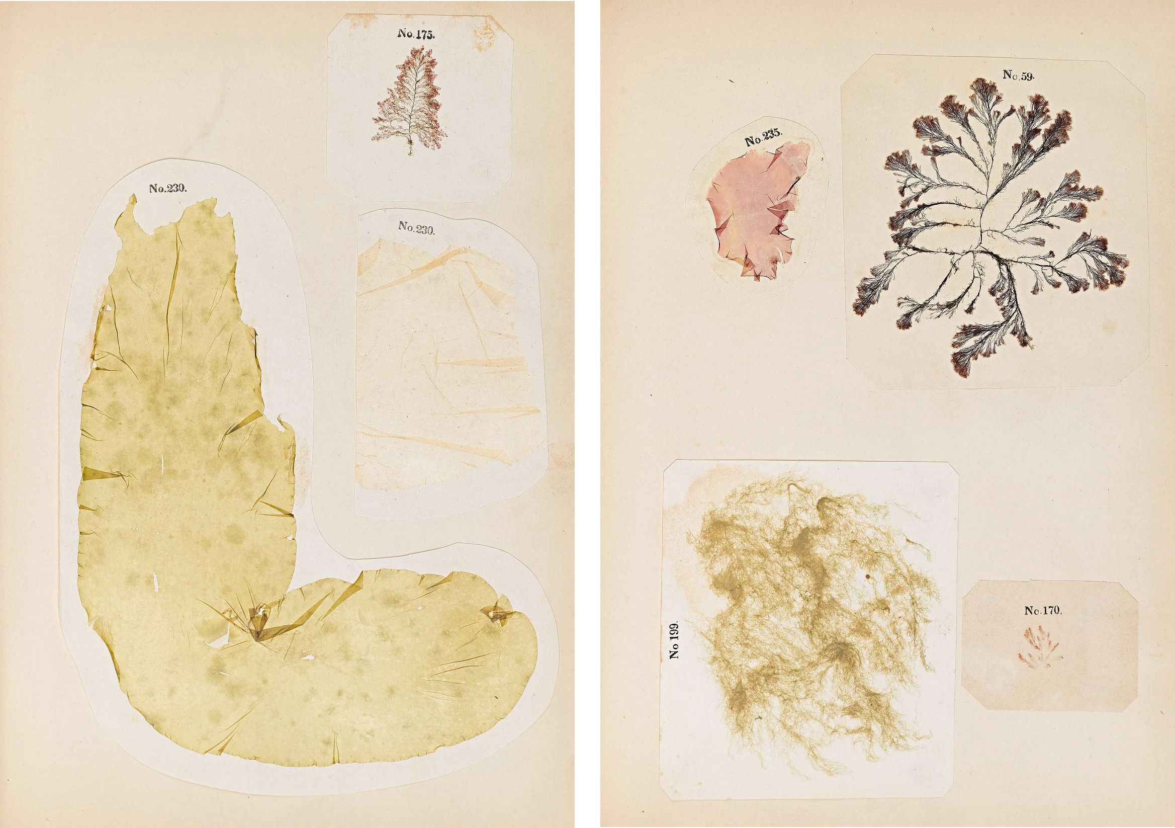 Vintage botanical illustration of dried plant specimens on herbarium sheets, labeled with numbers.