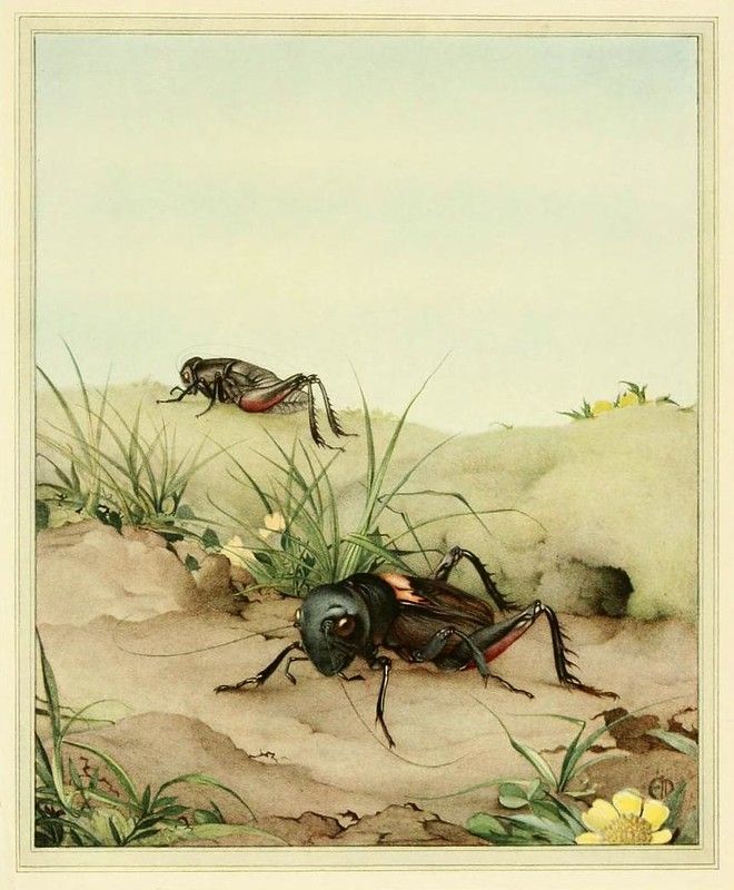 Vintage illustration of two beetles in a grassy field.