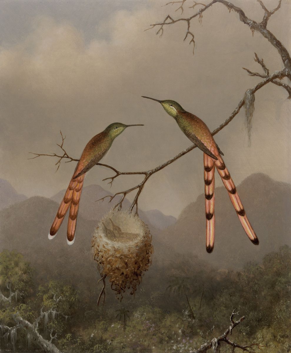 Two hummingbirds perched on a branch above their nest, with a misty landscape in the background.