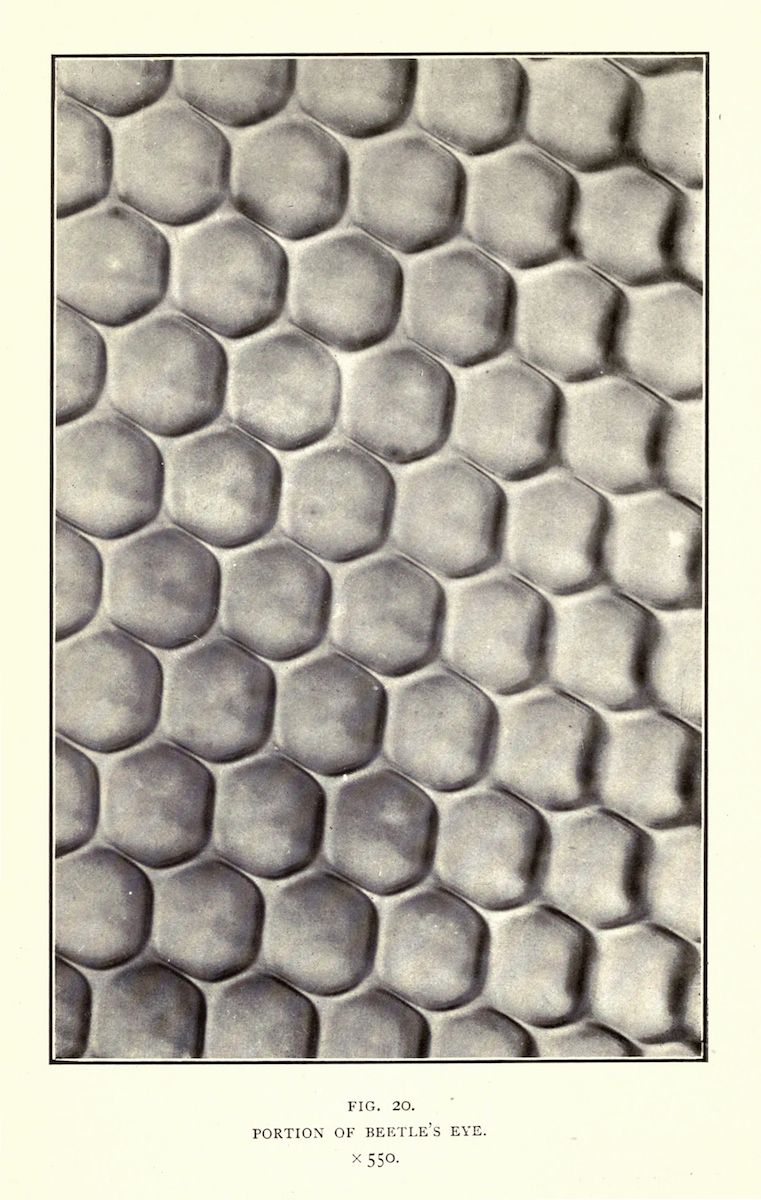 Close-up microscopic view of a beetle's eye, showing numerous hexagonal facets tightly packed together.