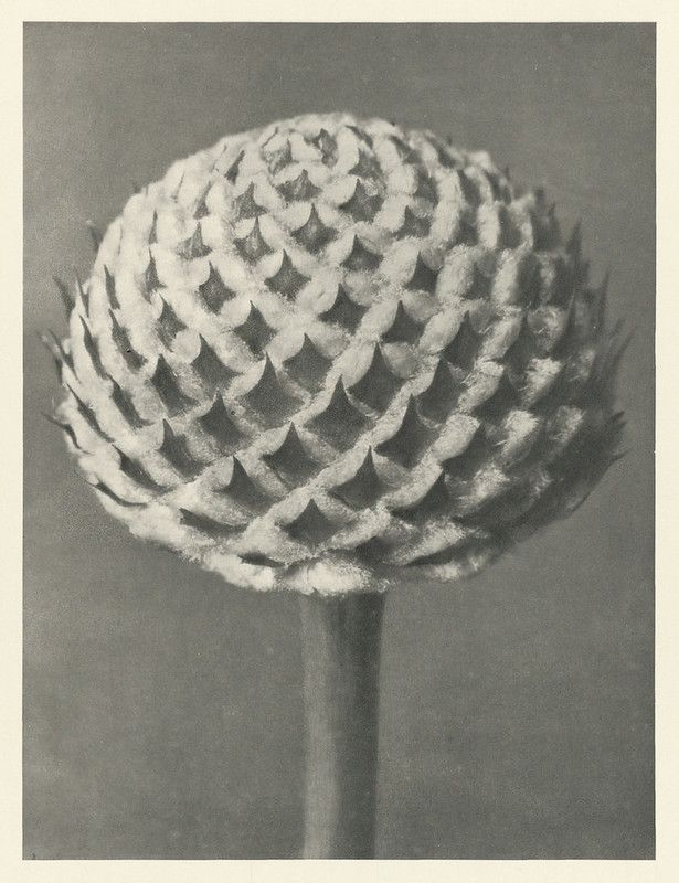 Close-up black and white photograph of a spherical flower head with a textured surface, resting on a slender stem.