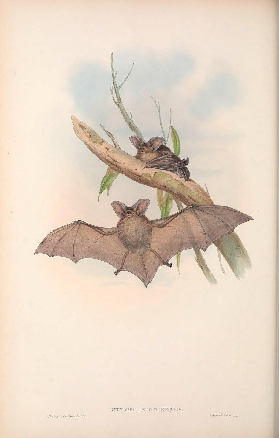 Vintage illustration of two bats hanging from a branch, labeled 'NYTOPHILUS TIMORIENSIS'.