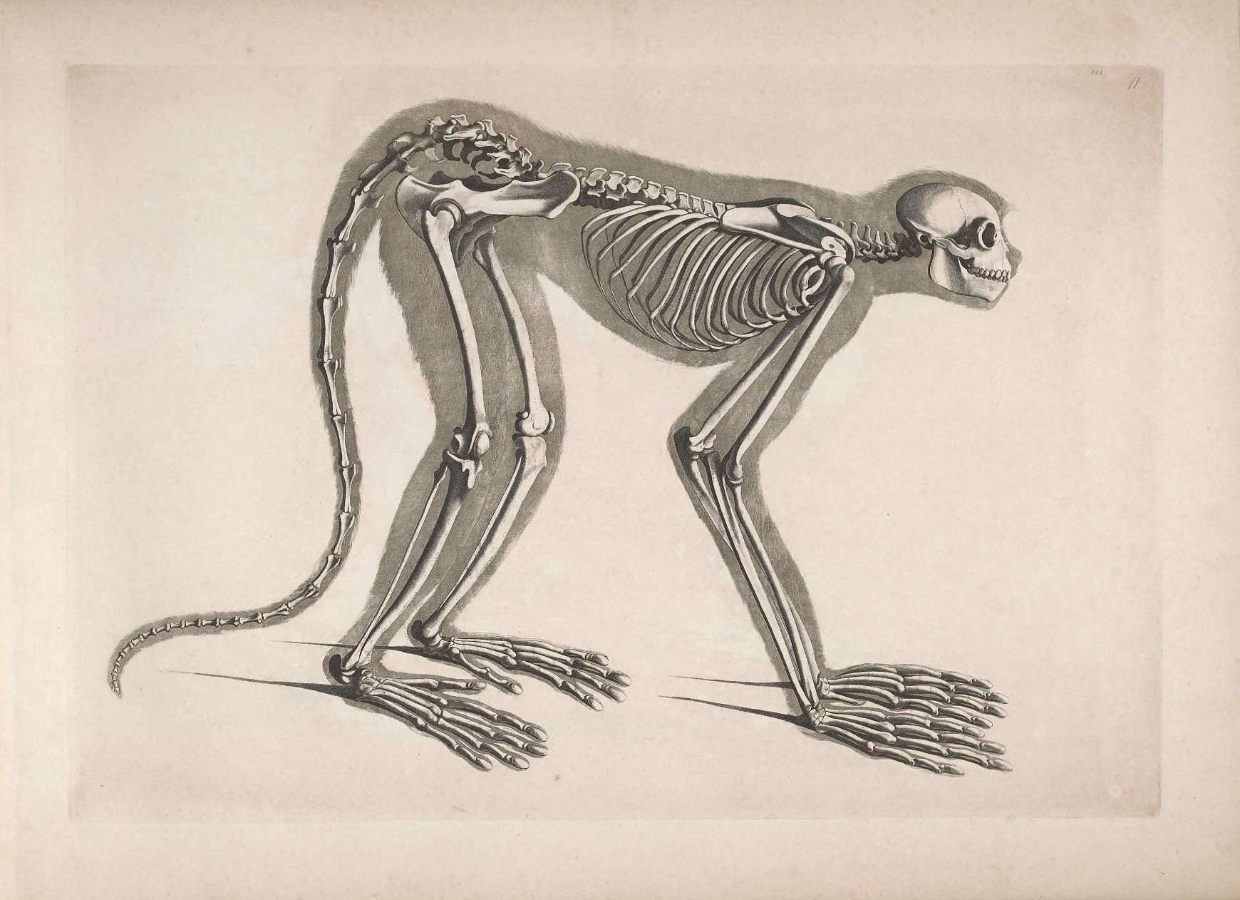Detailed anatomical illustration of a monkey skeleton in a quadrupedal stance.