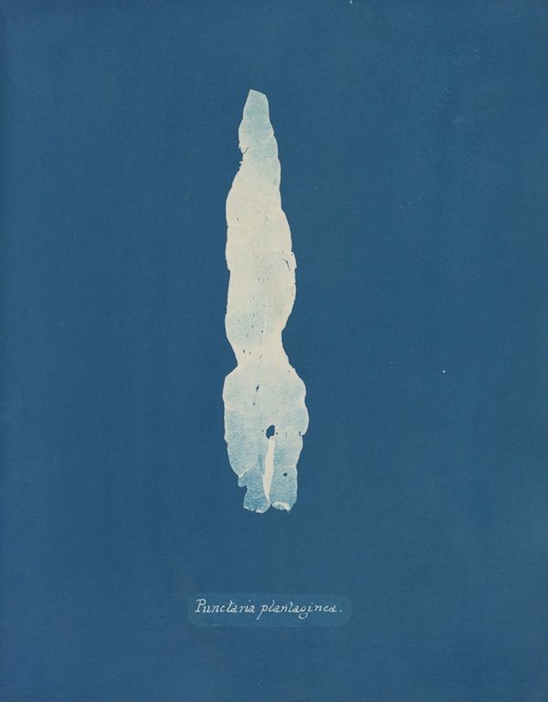 A cyanotype-style botanical illustration of a plant specimen labeled 'Punctaria plantaginea' against a teal background.