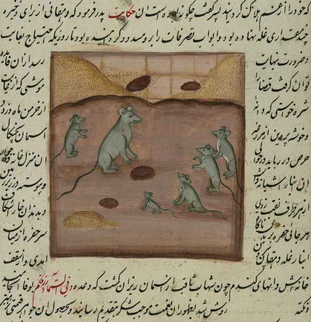 A page from a manuscript with a whimsical illustration of rats.