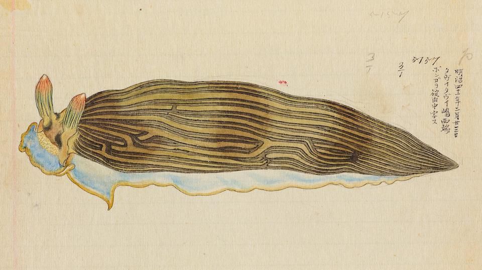 Vintage watercolor illustration of a dark brown sea slug with feathery cerata, on a pale yellow background with Japanese calligraphy.