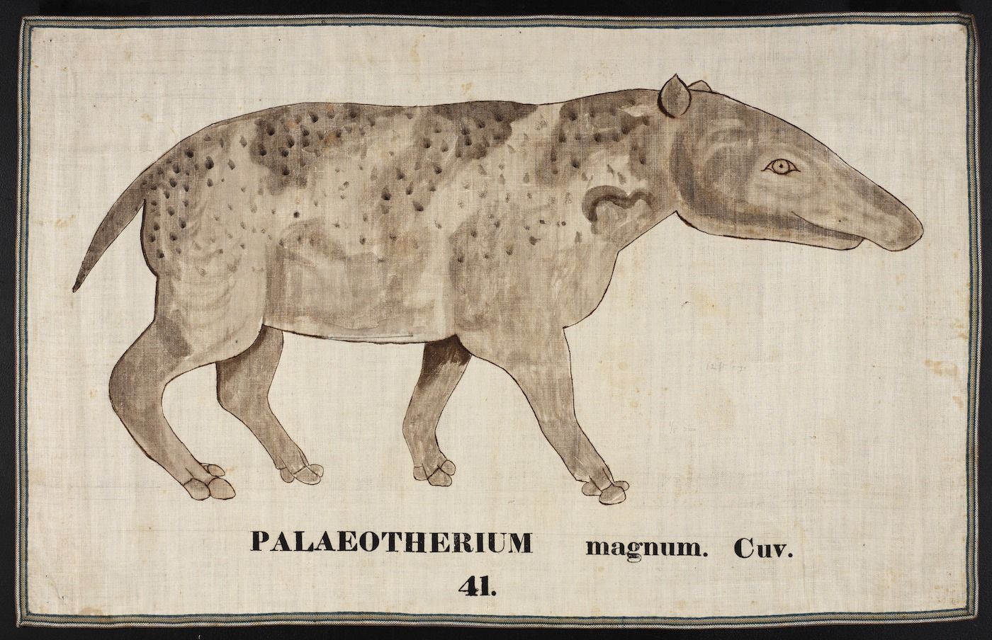 Vintage illustration of a Paleotherium magnum, an extinct mammal, with text identifying the animal and number 41.