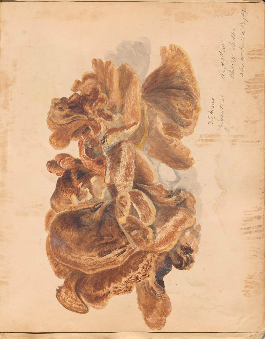 A vintage botanical illustration of a brown dahlia on aged paper, with handwritten script in the upper right corner.