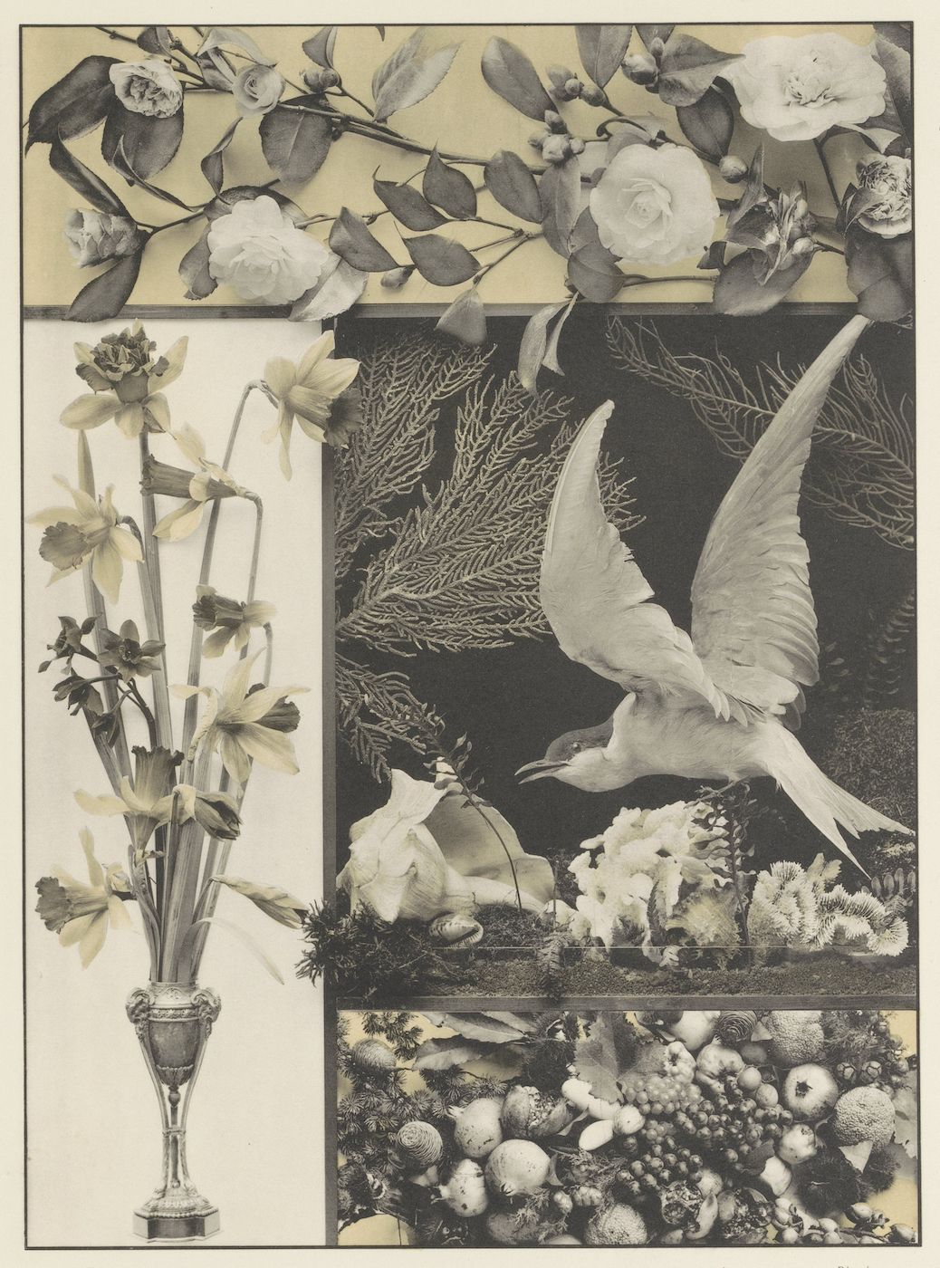 A vintage sepia-toned illustration featuring a collage of floral and avian elements. A tall vase holds daffodils, a bird flies towards white flowers, and a dense pattern of small fruits covers the bottom.
