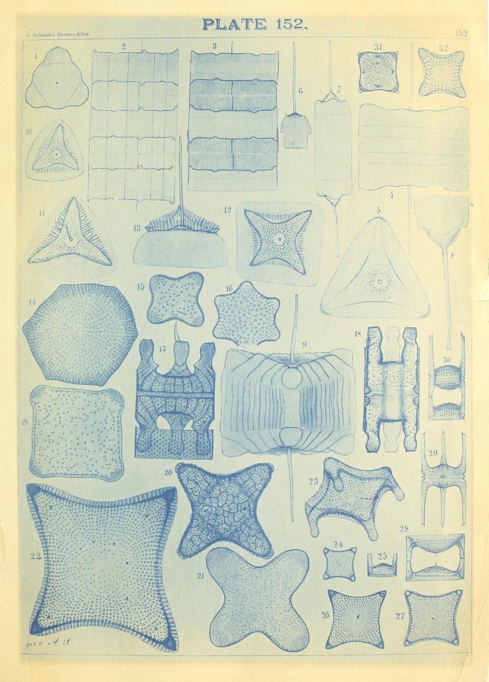 Vintage scientific illustration of 32 different diatom species, numbered 1-32, rendered in delicate blue line work.