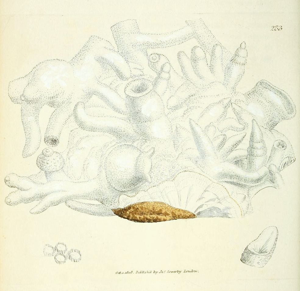 Vintage illustration of a sea creature with tentacle-like appendages, published in 1869.