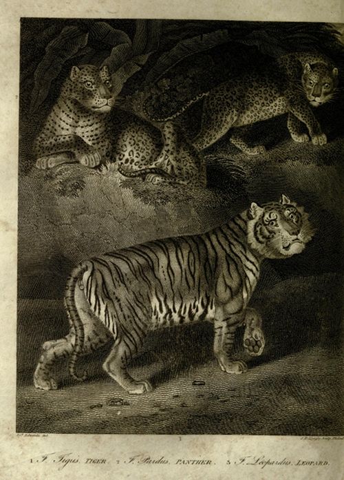 Vintage engraving of a tiger and two leopards in a natural habitat, with text identifying the animals below.