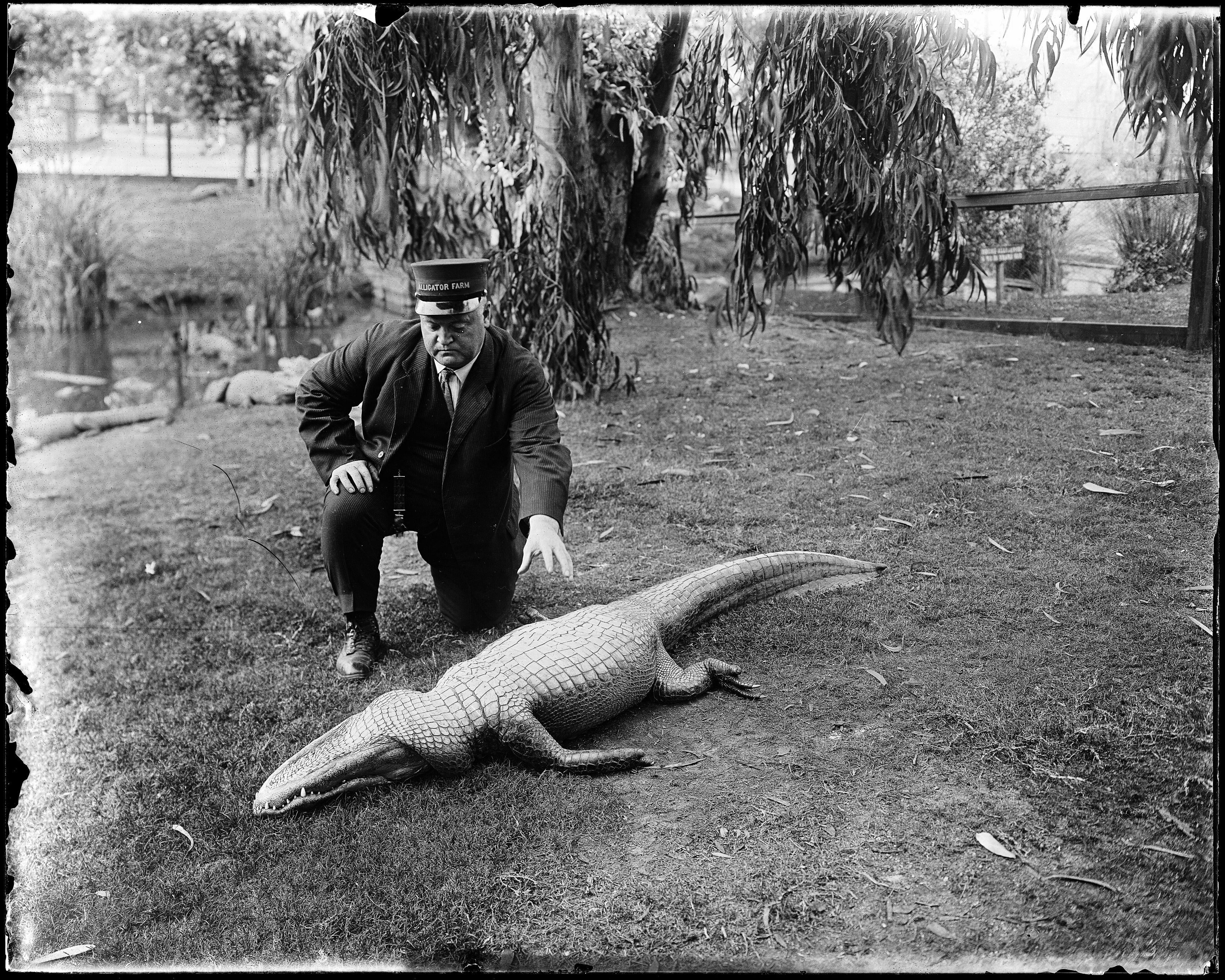 A vintage black and white photograph of a man in a suit kneeling beside a large alligator.