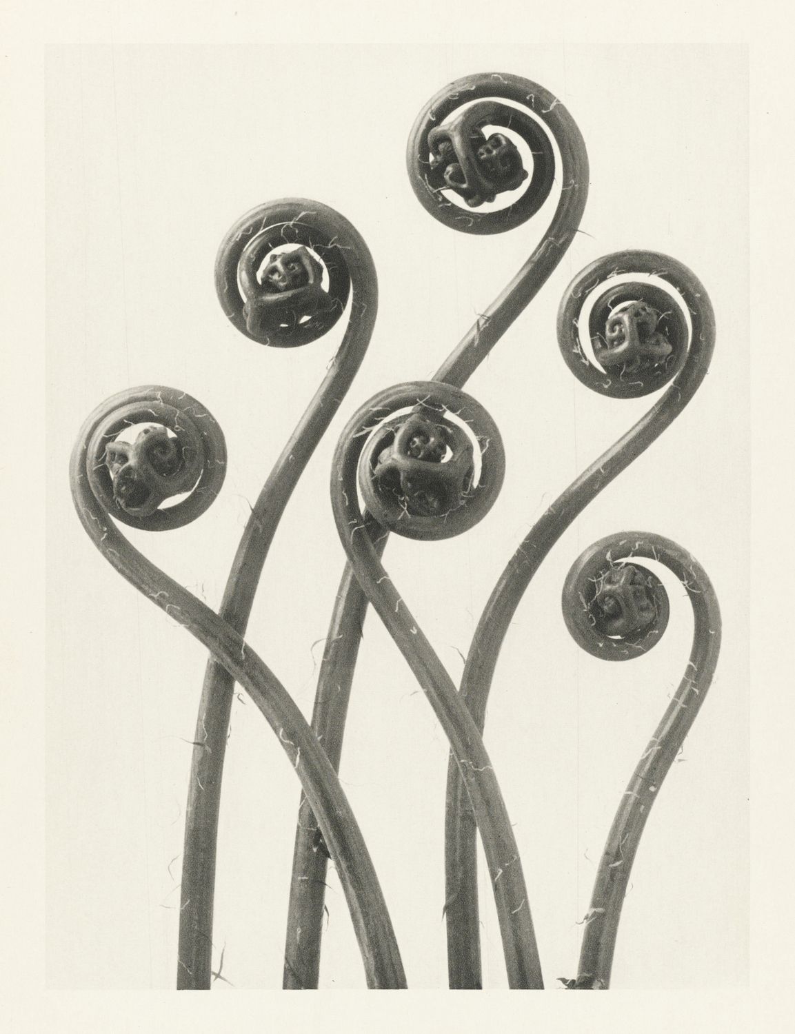 A vintage black and white photograph of several fern fronds, also known as fiddleheads, arranged in a way that emphasizes their unique, spiraling shapes.