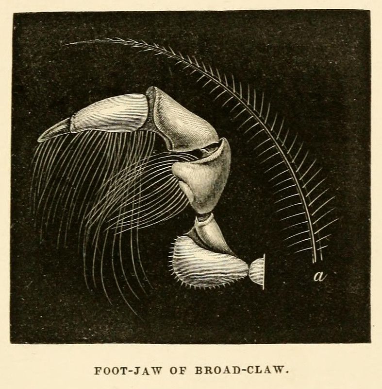 A vintage illustration of a 'foot-jaw of broad-claw', a close-up of the claw and lower leg of an arthropod, done in a precise, cross-hatched style.