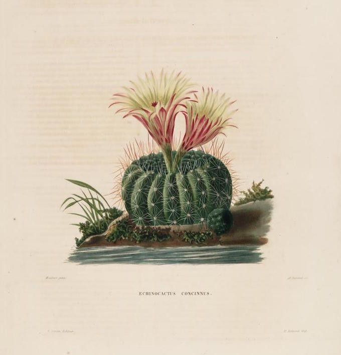 Vintage botanical illustration of a blooming Echinocactus concinnus cactus.