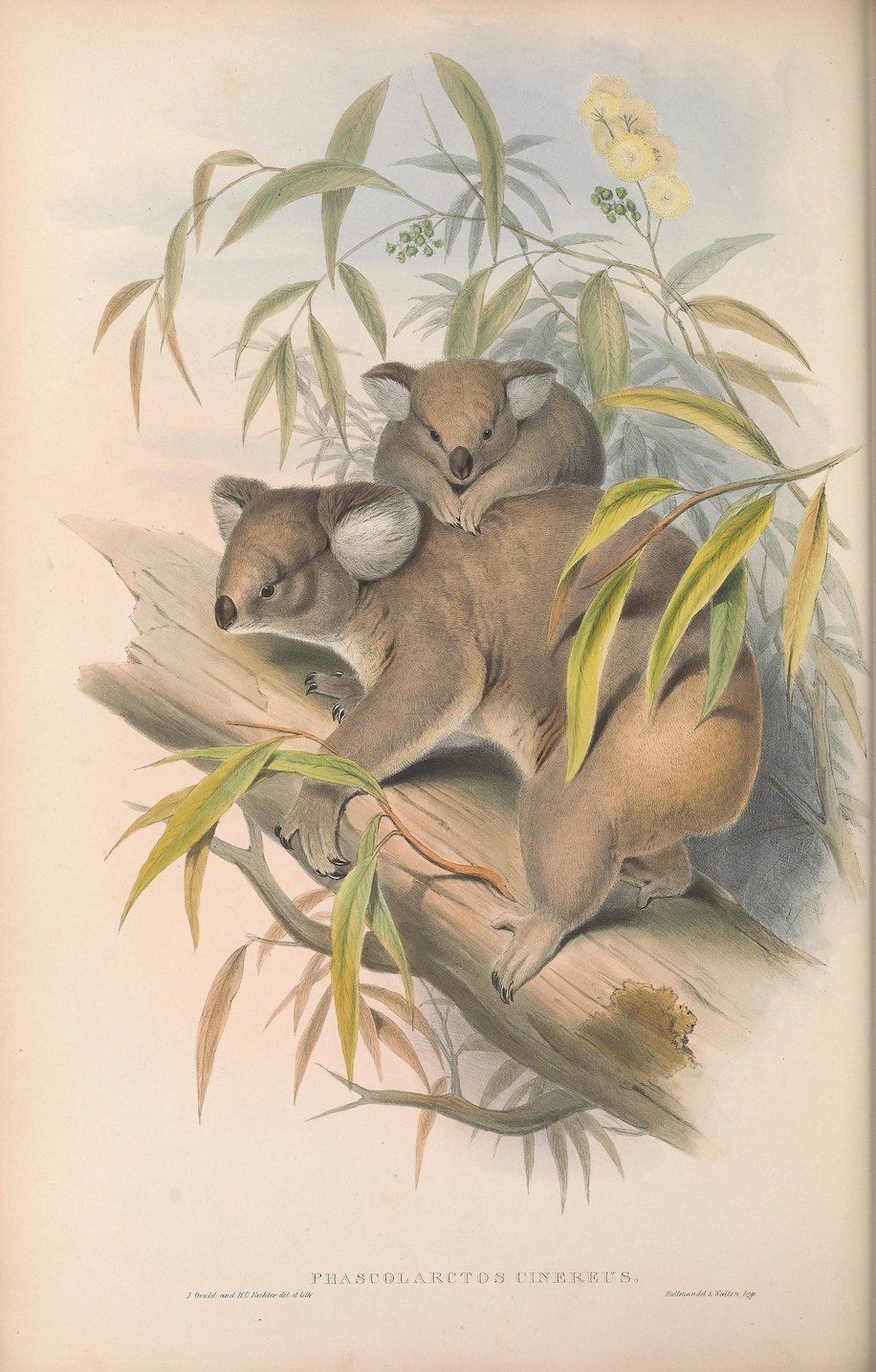 Vintage illustration of two koalas in a eucalyptus tree.