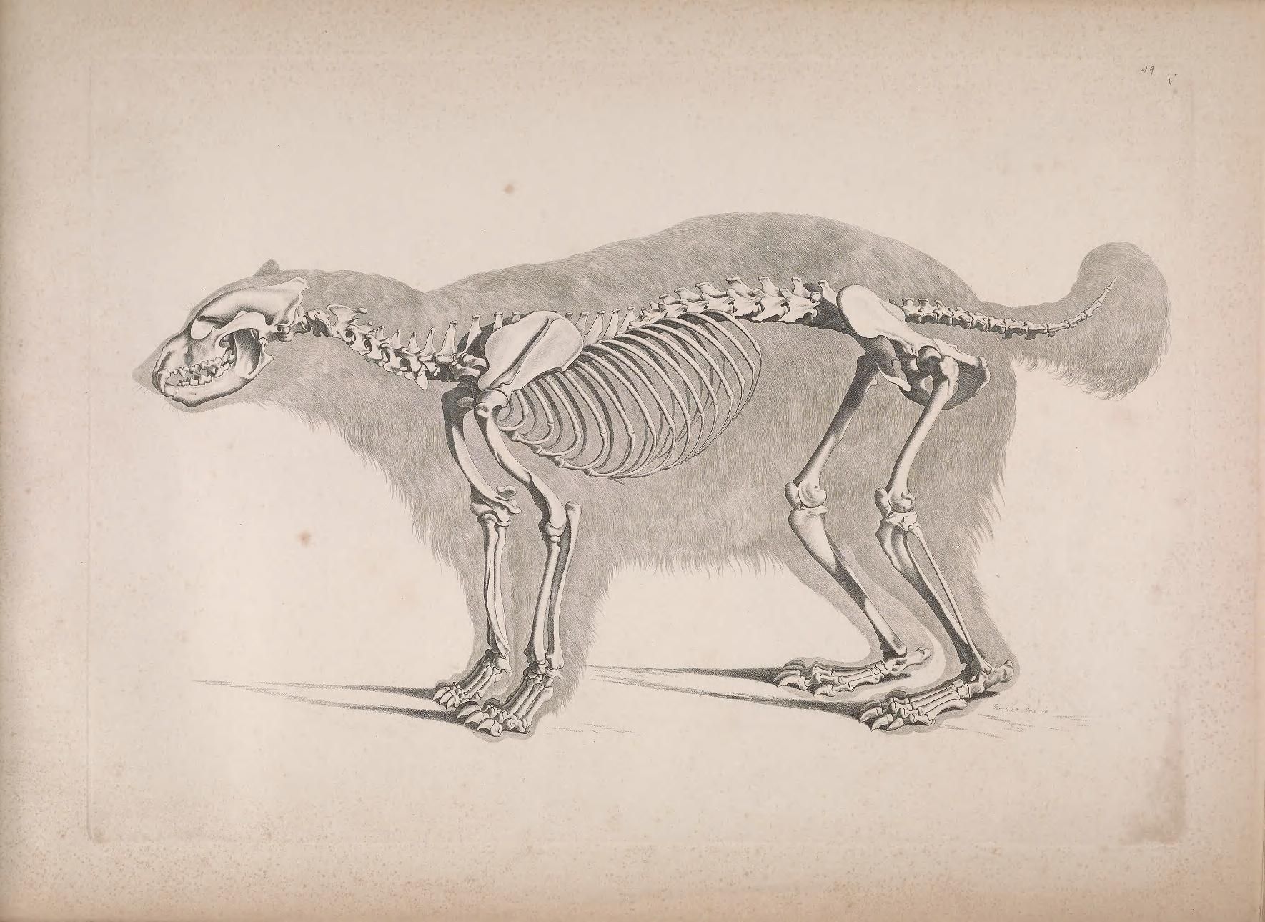 Vintage anatomical illustration of a bear with its skeleton overlaid on its muscular form.
