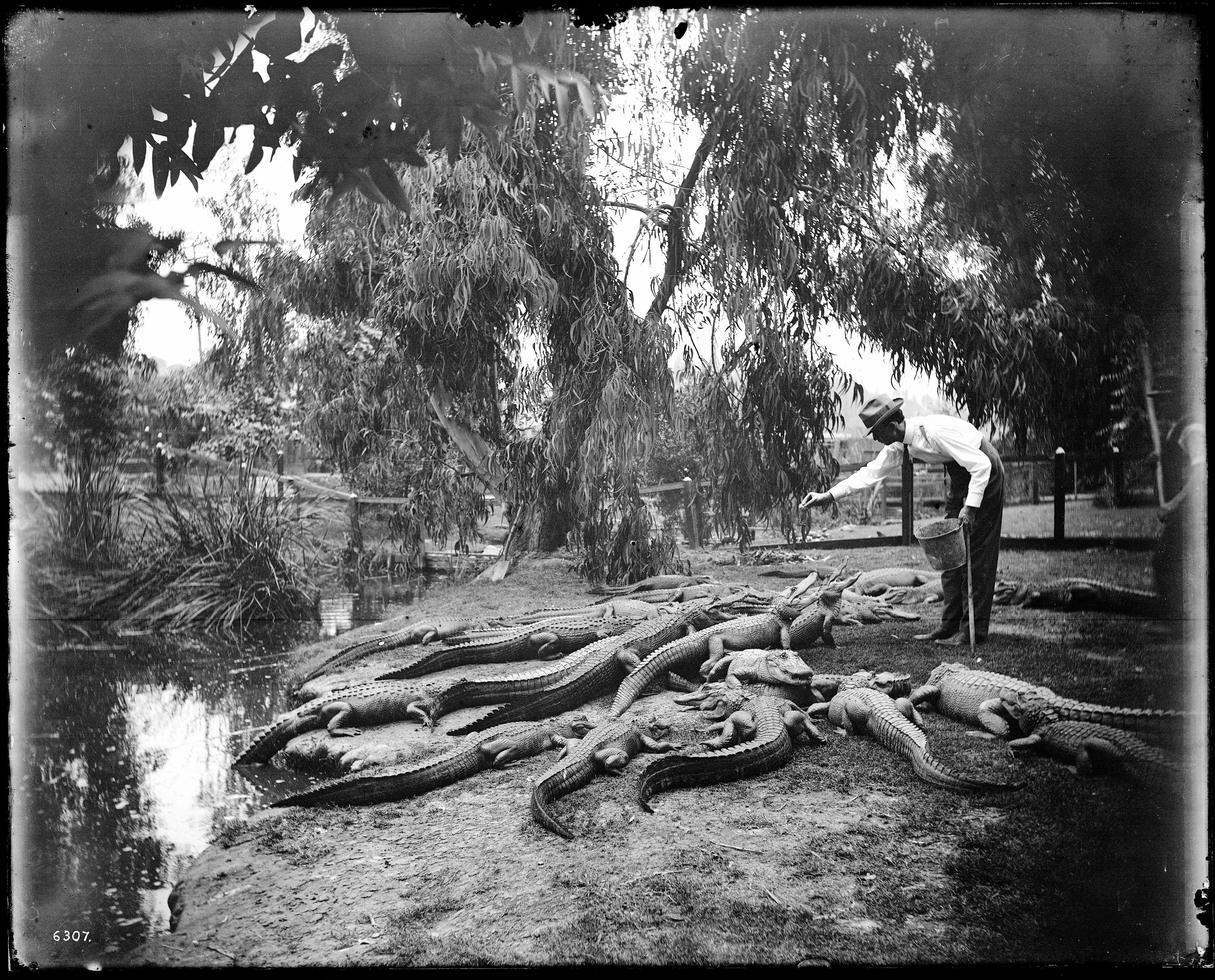 A black and white photograph of a man standing among a large group of alligators in a swampy area.