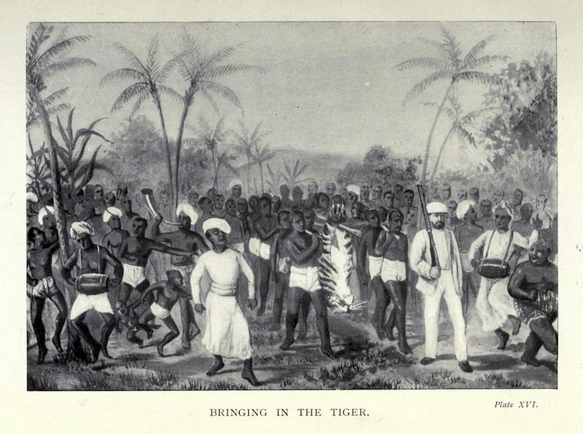 A vintage illustration titled 'Bringing in the Tiger' depicting a large group of people carrying a dead tiger through a tropical landscape.