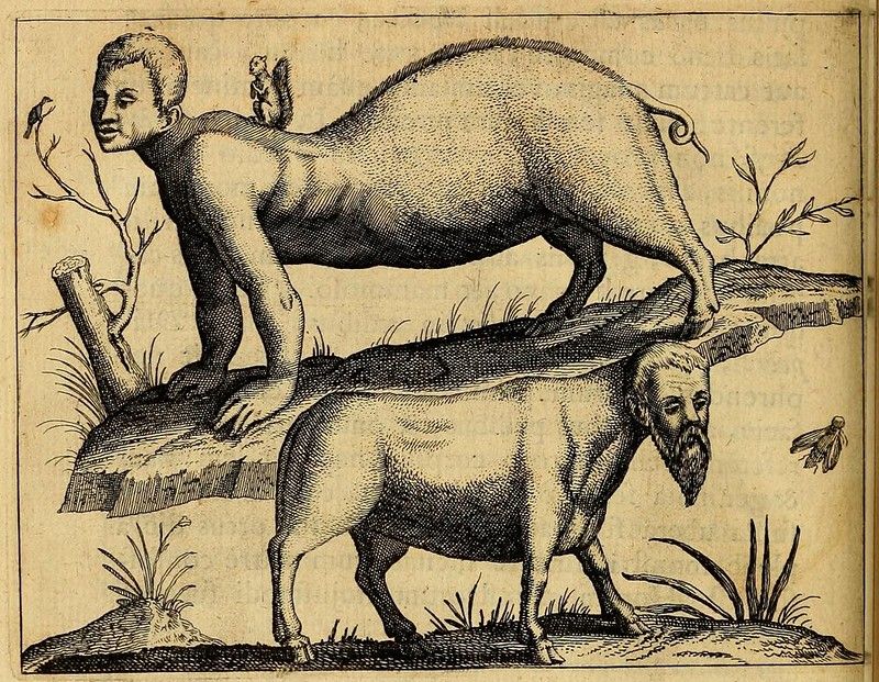 A vintage black and white woodcut illustration of a fantastical creature with a human head and torso connected to the body of a pig. The creature stands on a grassy hill with a tree stump and branches nearby. Two insects are flying around it.