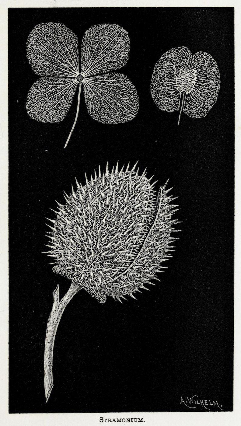 Vintage botanical illustration of Stramonium plant with leaves and spiky flower head.