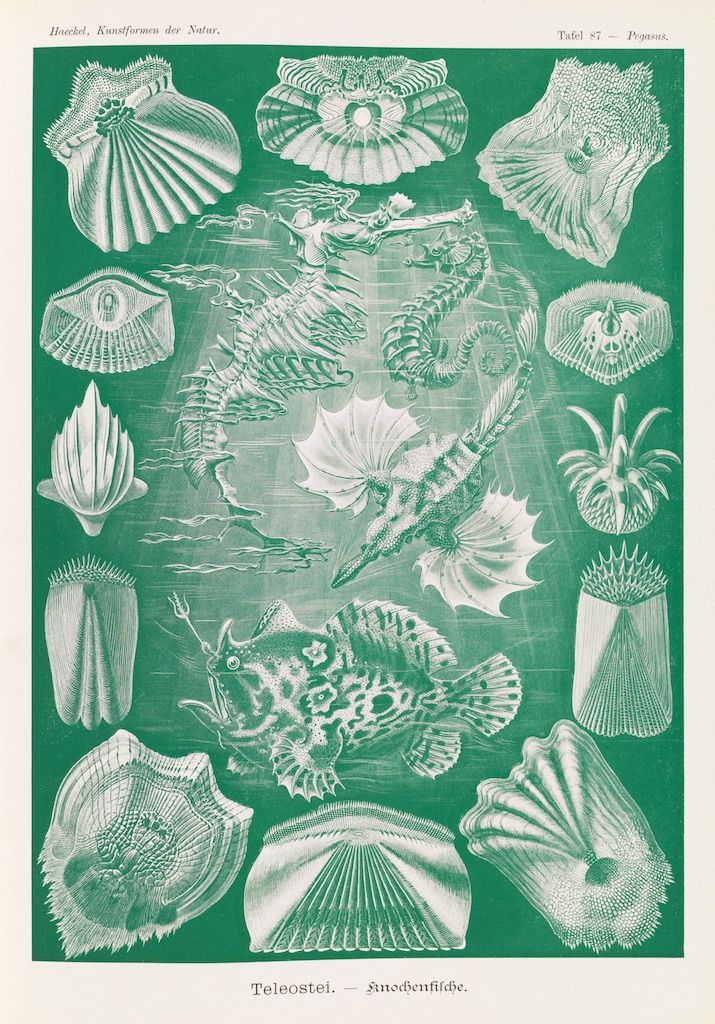 Vintage scientific illustration of various marine organisms arranged in a circular pattern.