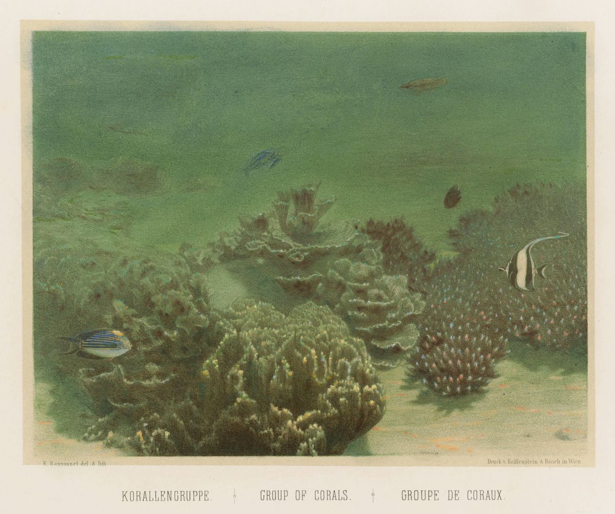 A vintage lithograph of a coral reef with various fish swimming among the coral.