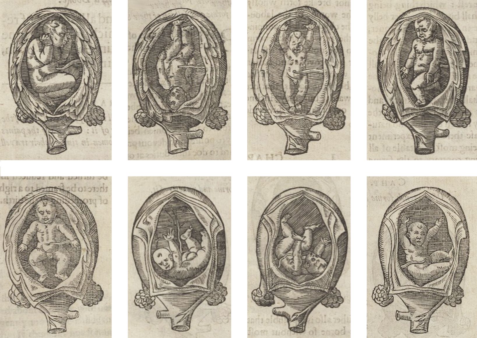 A grid of eight historical medical illustrations depicting the development of a fetus inside the uterus.