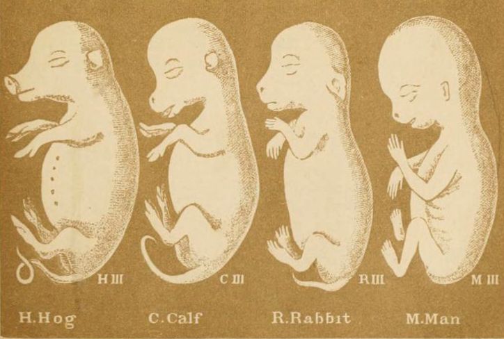 Vintage scientific illustration of hog, calf, rabbit, and human embryos at a similar stage of development.