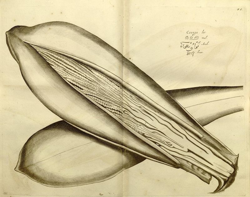 Detailed anatomical illustration of the muscles of the human arm and hand, likely from an old medical or anatomical text.