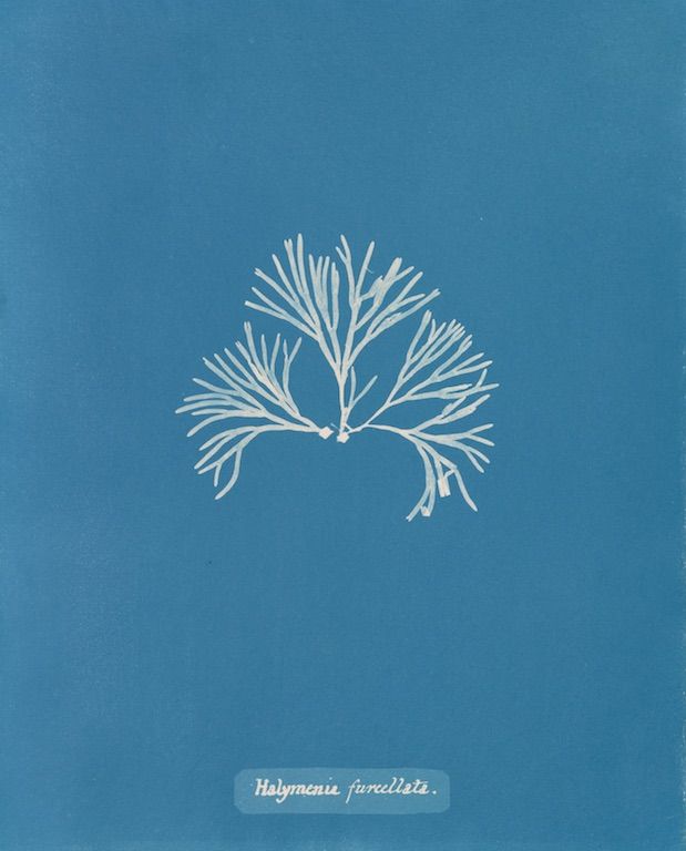 Vintage illustration of Halymenia furcellata seaweed on a teal background.