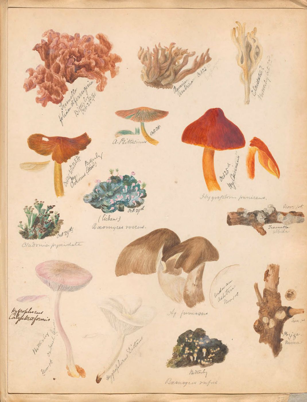 Vintage botanical illustration of fungi and lichens