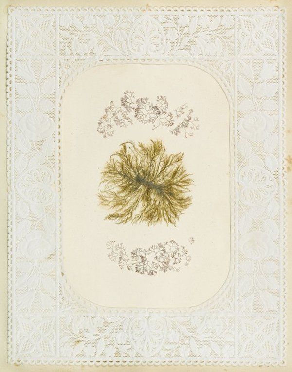 A vintage botanical illustration featuring a pressed seaweed specimen within an ornate lace-like frame.