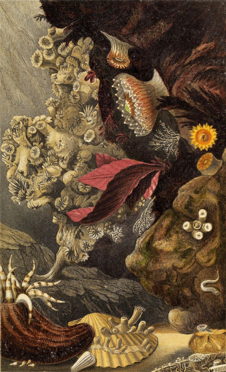 Vintage illustration of a diverse array of marine life, including sea anemones, coral, shells, and sea slugs, clustered together on a rocky seabed.