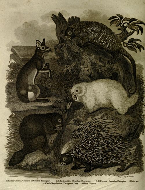 Vintage black and white illustration of five small mammals: a porcupine, an opossum, a skunk, a hedgehog, and another small mammal, set against a backdrop of tall grass and a building.