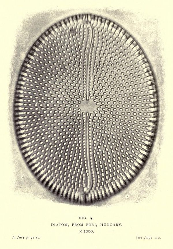 A detailed black and white illustration of a diatom, a microscopic algae, with a radial pattern of pores and lines. The illustration is labeled 'Diatom, from Bori, Hungary' and 'Fig. 5'.