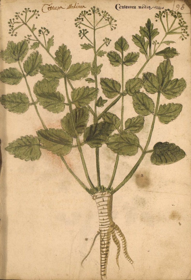 Vintage botanical illustration of a plant with a prominent root system, stems, leaves, and small flowers.
