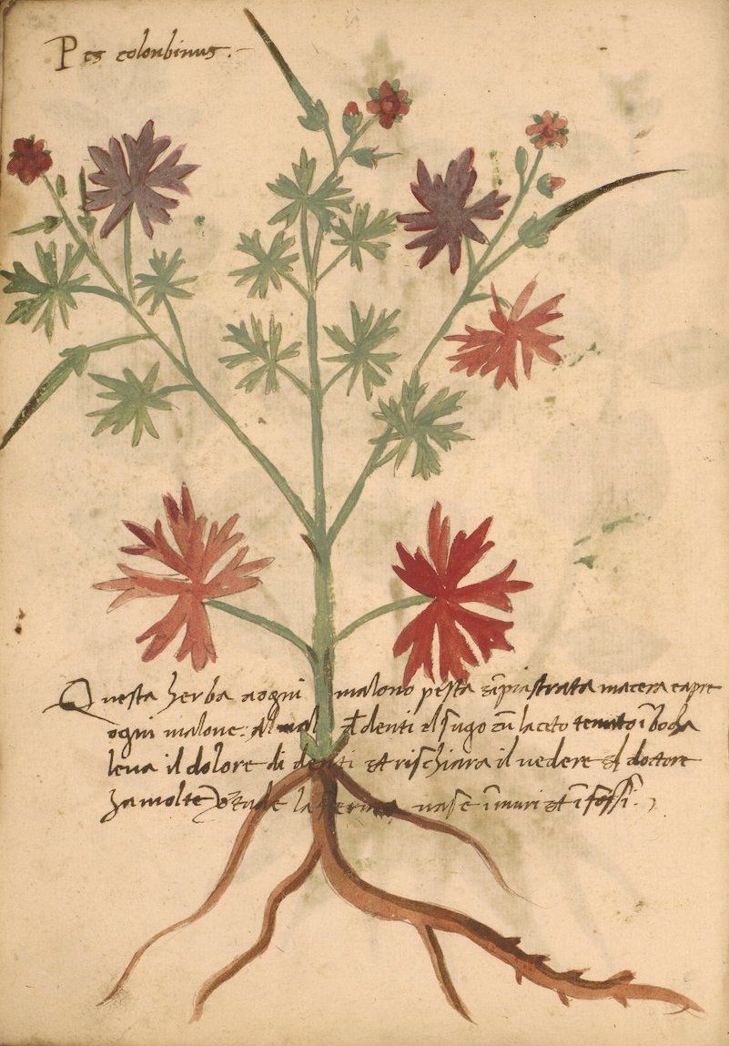 Vintage botanical illustration of a plant with roots, stem, leaves, and red flowers, with handwritten text below.