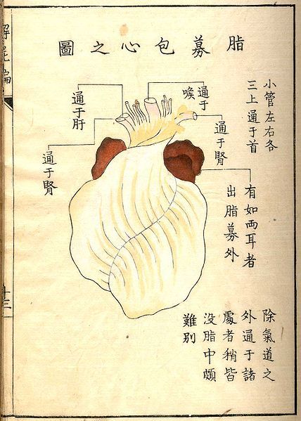 Vintage anatomical illustration of a lung with Chinese labels and text.