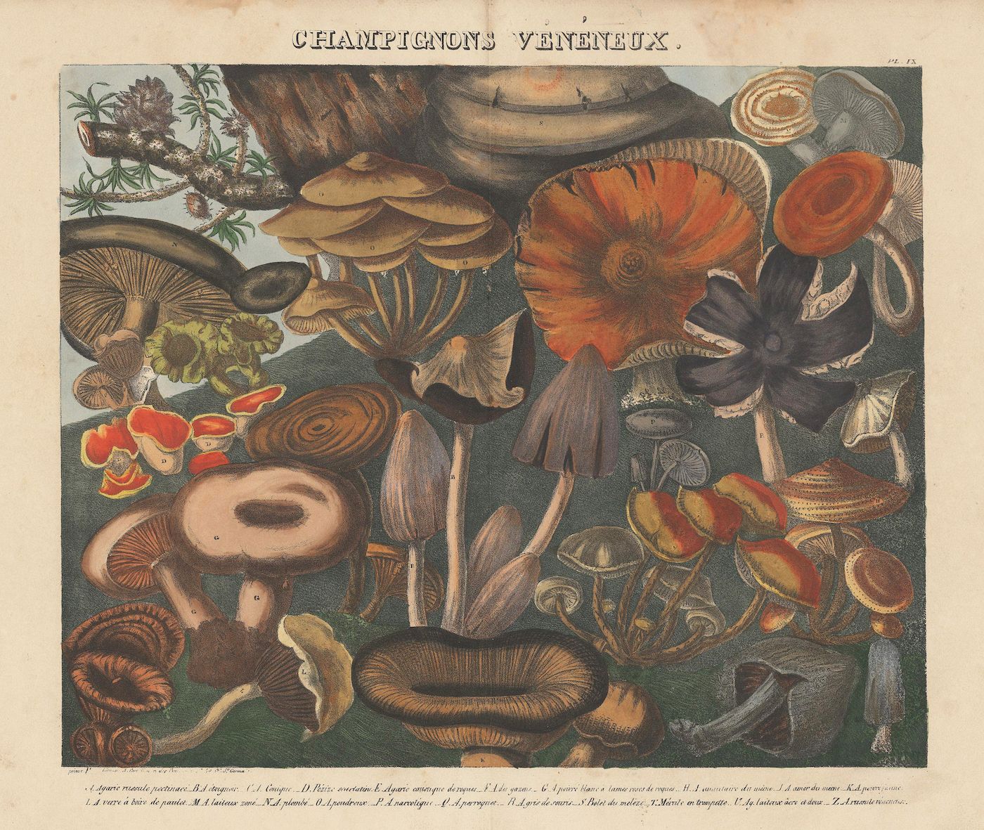 A vintage botanical illustration titled "Champignons Vénéneux" (Poisonous Mushrooms) featuring a densely packed arrangement of various mushroom species in detailed and colorful manner.