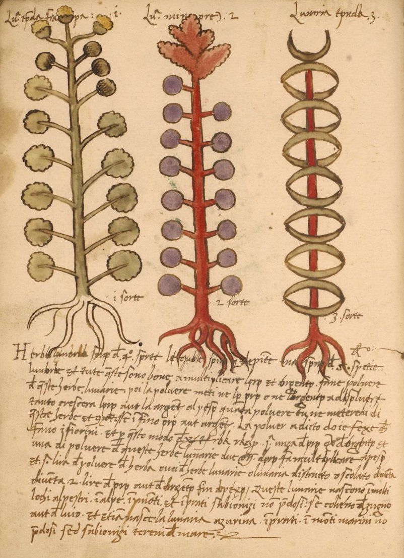A vintage botanical illustration on a weathered page with three plants and handwritten text.