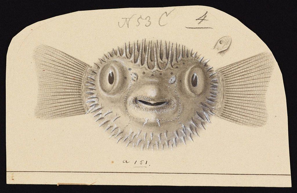 A vintage drawing of a pufferfish, showcasing its spiky texture and expressive eyes.