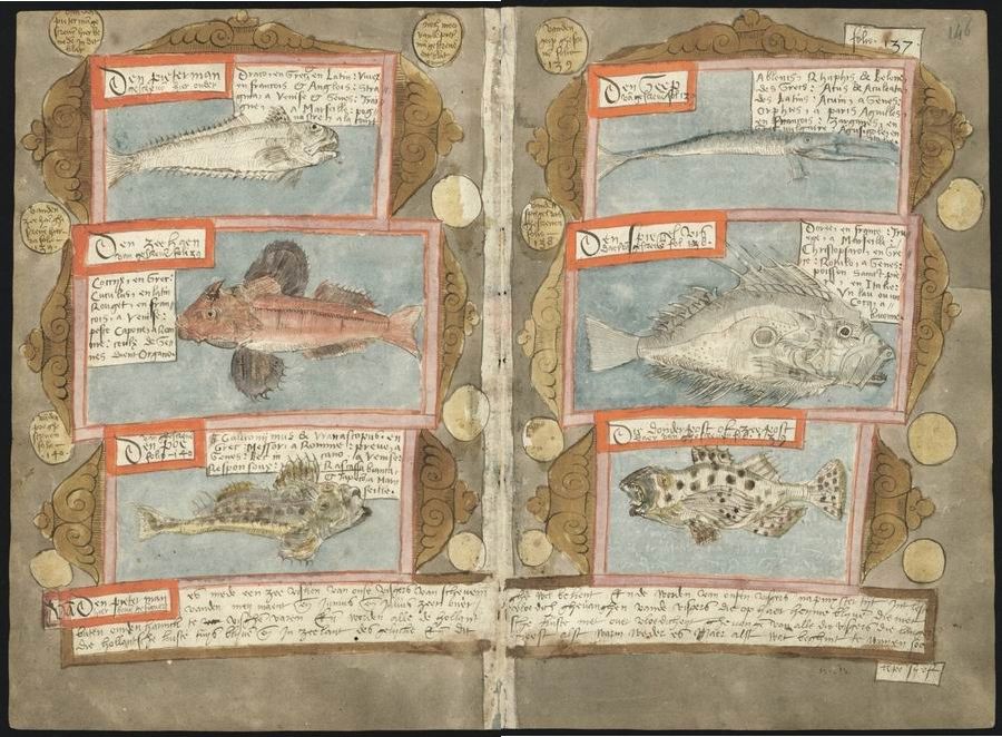 An open page from a medieval manuscript, featuring detailed illustrations of various fish species, accompanied by handwritten text and decorative borders.