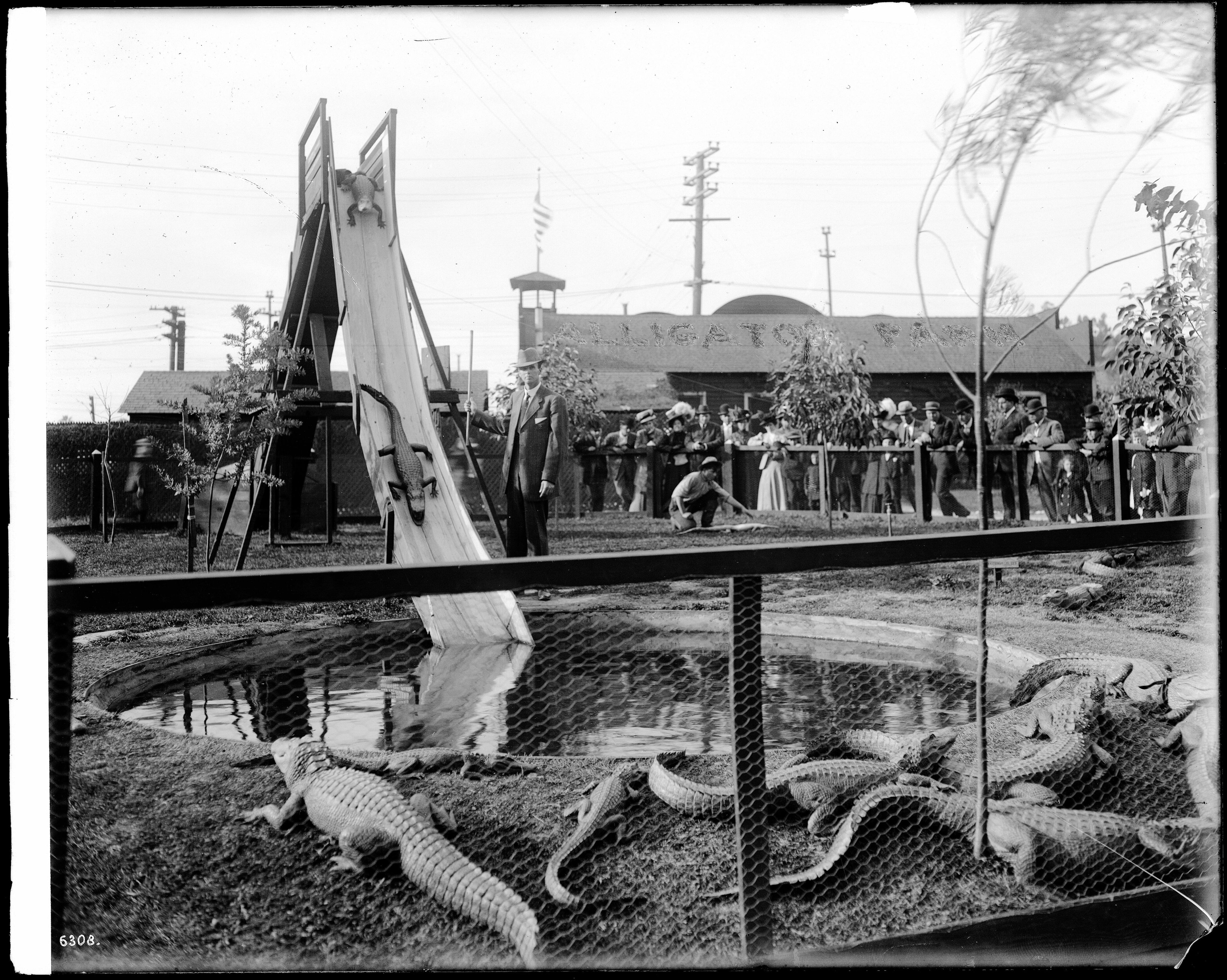 A black and white photograph of an alligator farm or zoo exhibit with numerous alligators in a pool, observed by a group of people behind a wire mesh fence.