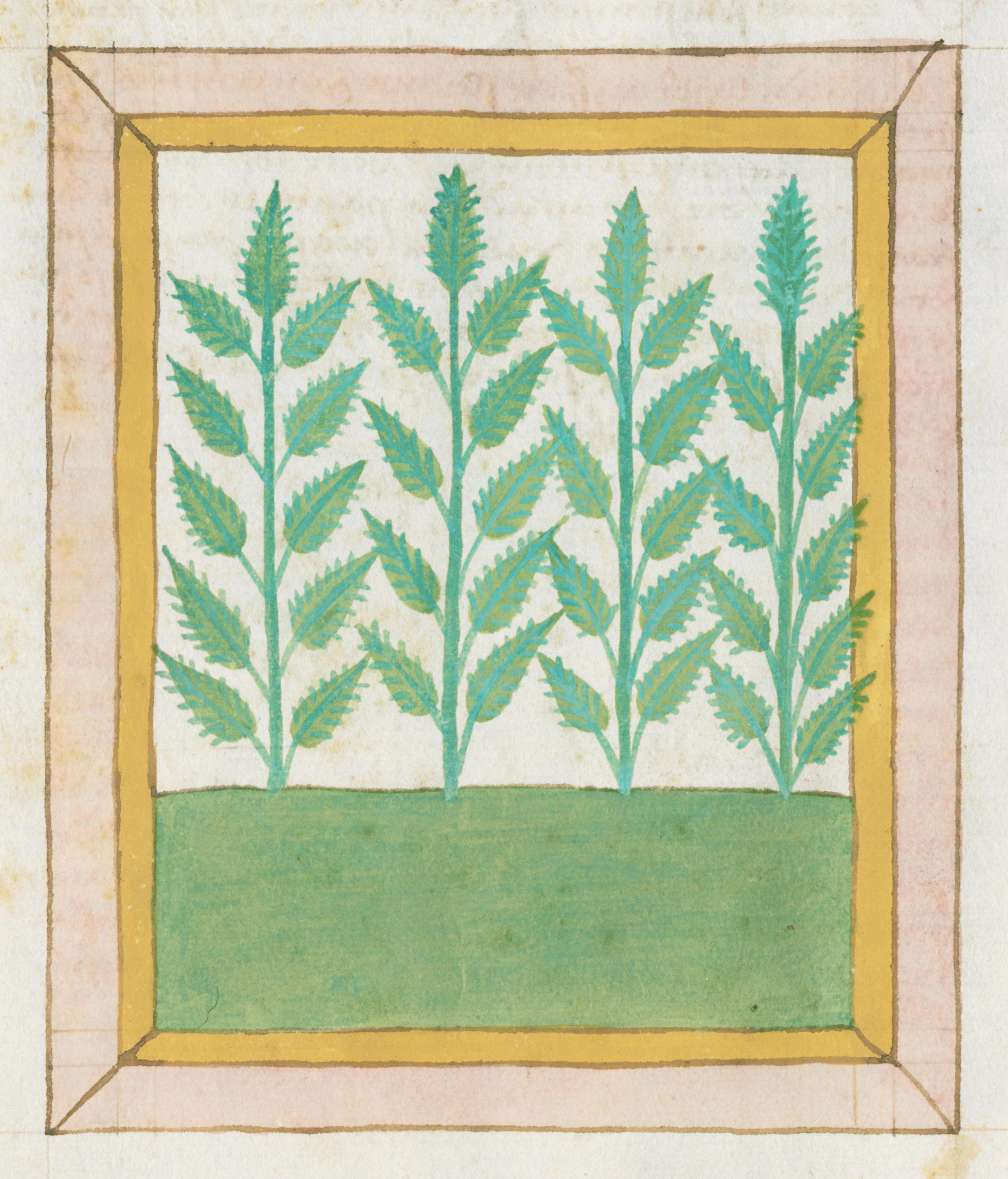 A botanical illustration of five green plants with jagged leaves, framed by a yellow, brown, and pink border on a creamy parchment background.