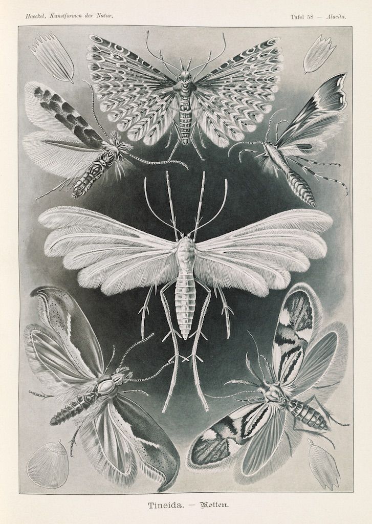 A vintage black and white illustration of several moths arranged in a symmetrical pattern.