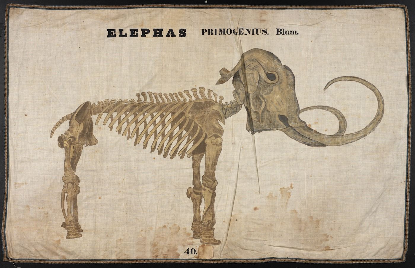 Vintage illustration of a mammoth skeleton with text and decorative border.