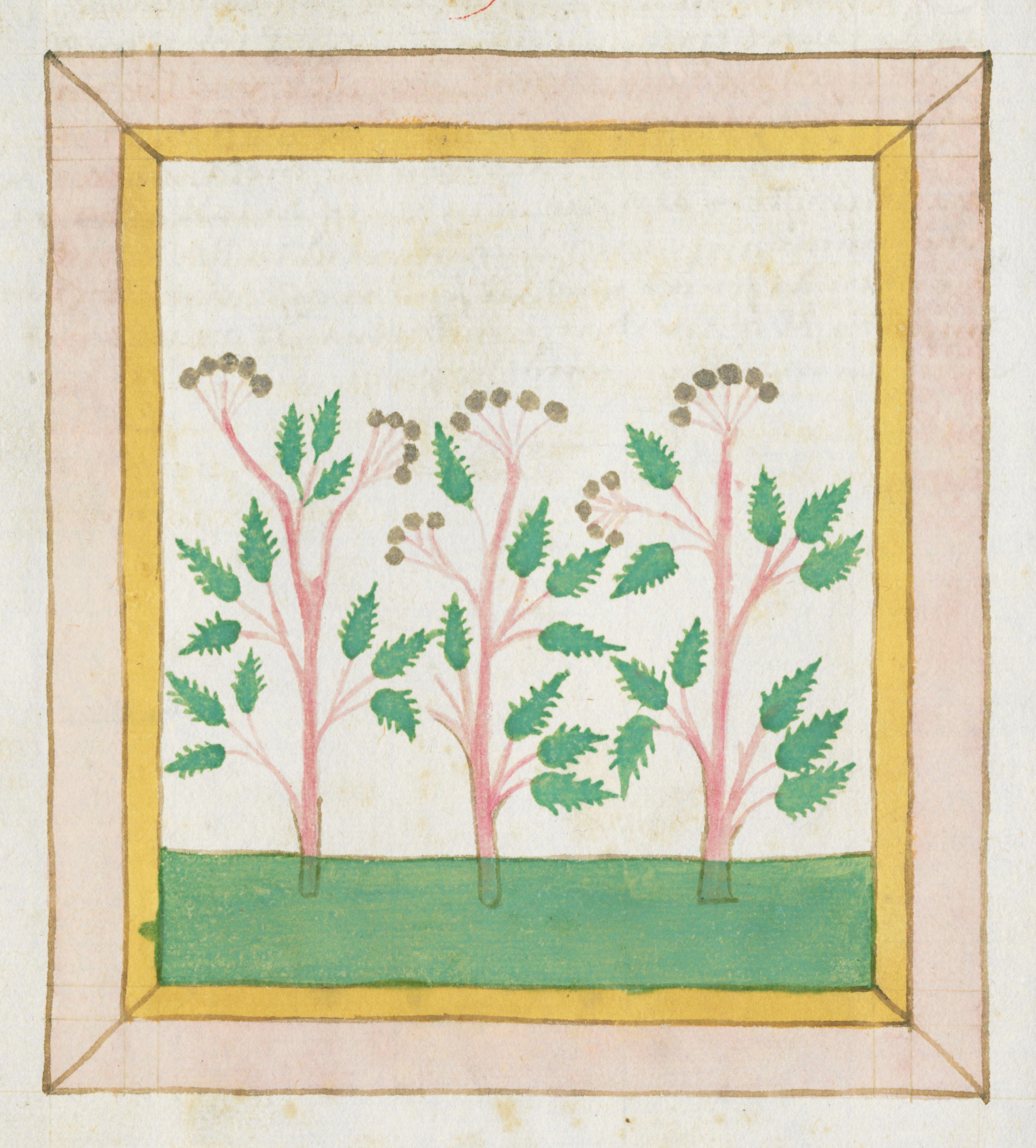 A medieval botanical illustration of three plants with fern-like foliage and reddish-pink stems, framed by a decorative border.